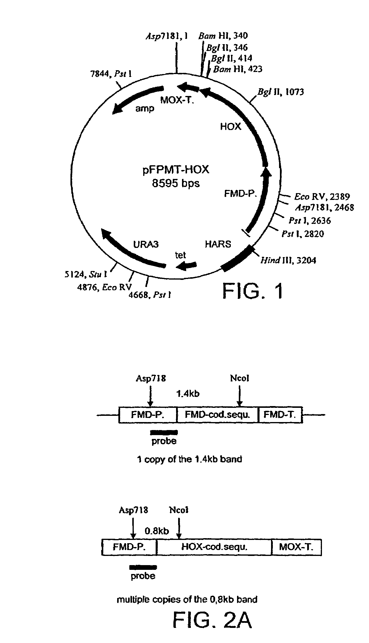 Method of extracting recombinant hexose oxidase