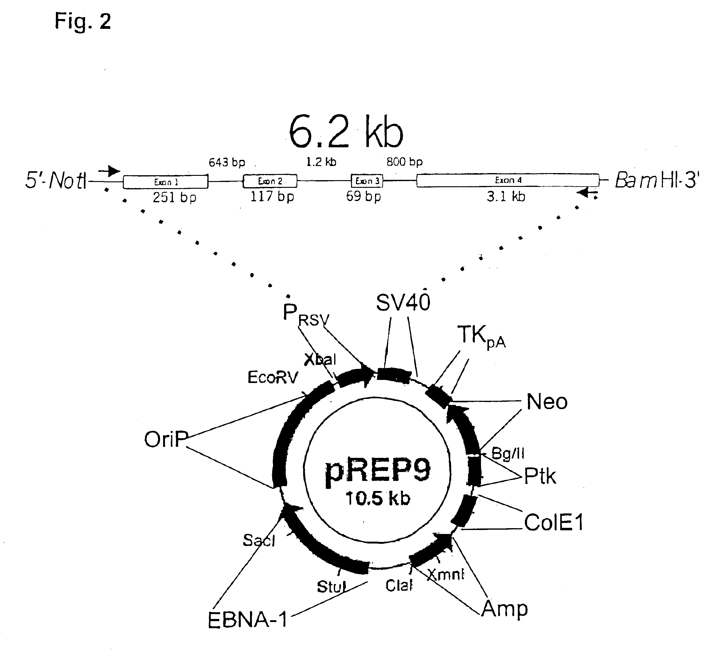 Recombinant human mannan-binding lectin