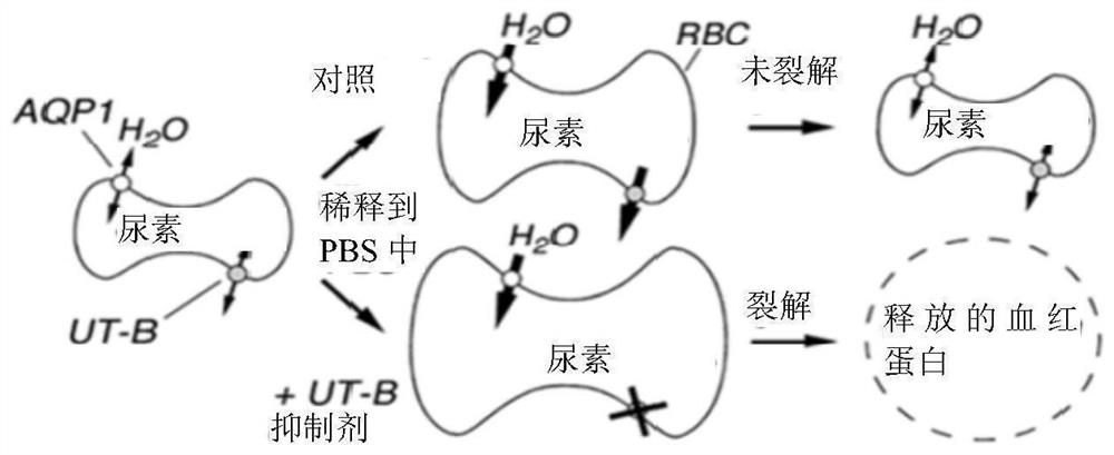 Diarylamide compound and application thereof