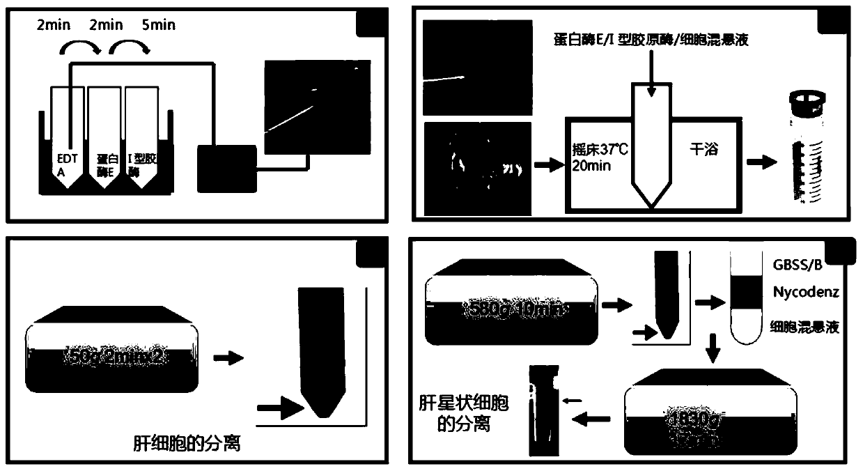 Method for separating liver cells and hepatic stellate cells in animals infected with echinococcus multilocularis