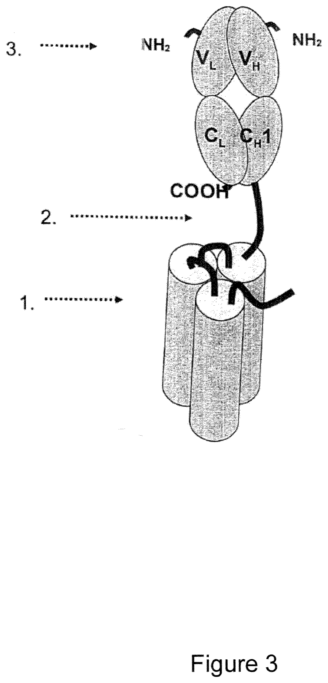 Single-chain cd27-receptor agonist proteins