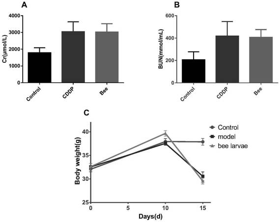 A kind of bee pupa extract and its application in protecting cisplatin-induced kidney injury