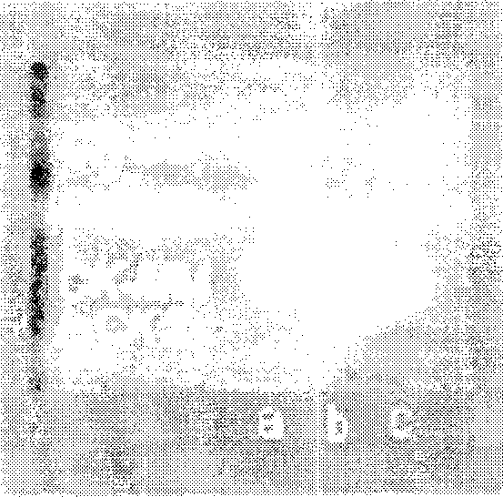 Macro creatine kinase agarose electrophoresis kit and preparation method thereof