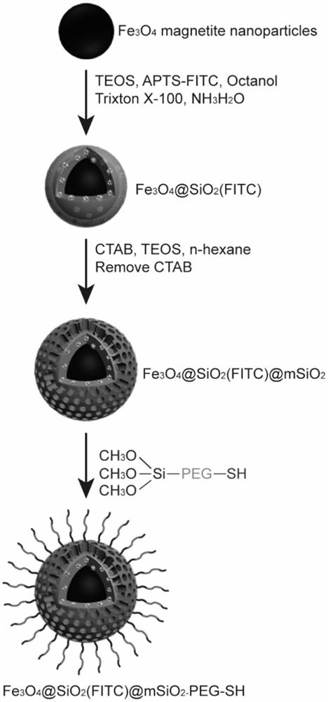 A kind of magnetic nanoparticle and its preparation method for high intraocular hypertension animal model