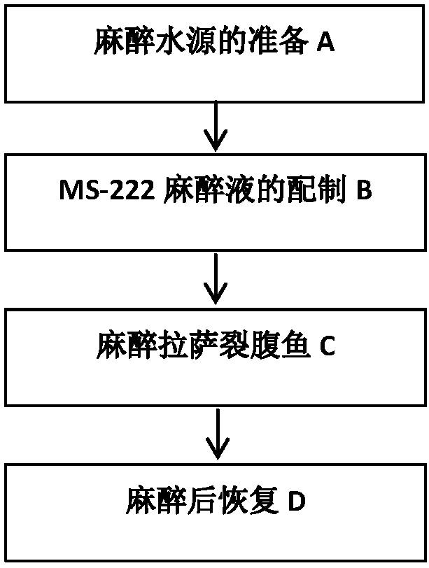 Schizothorax waltoni anesthesia method