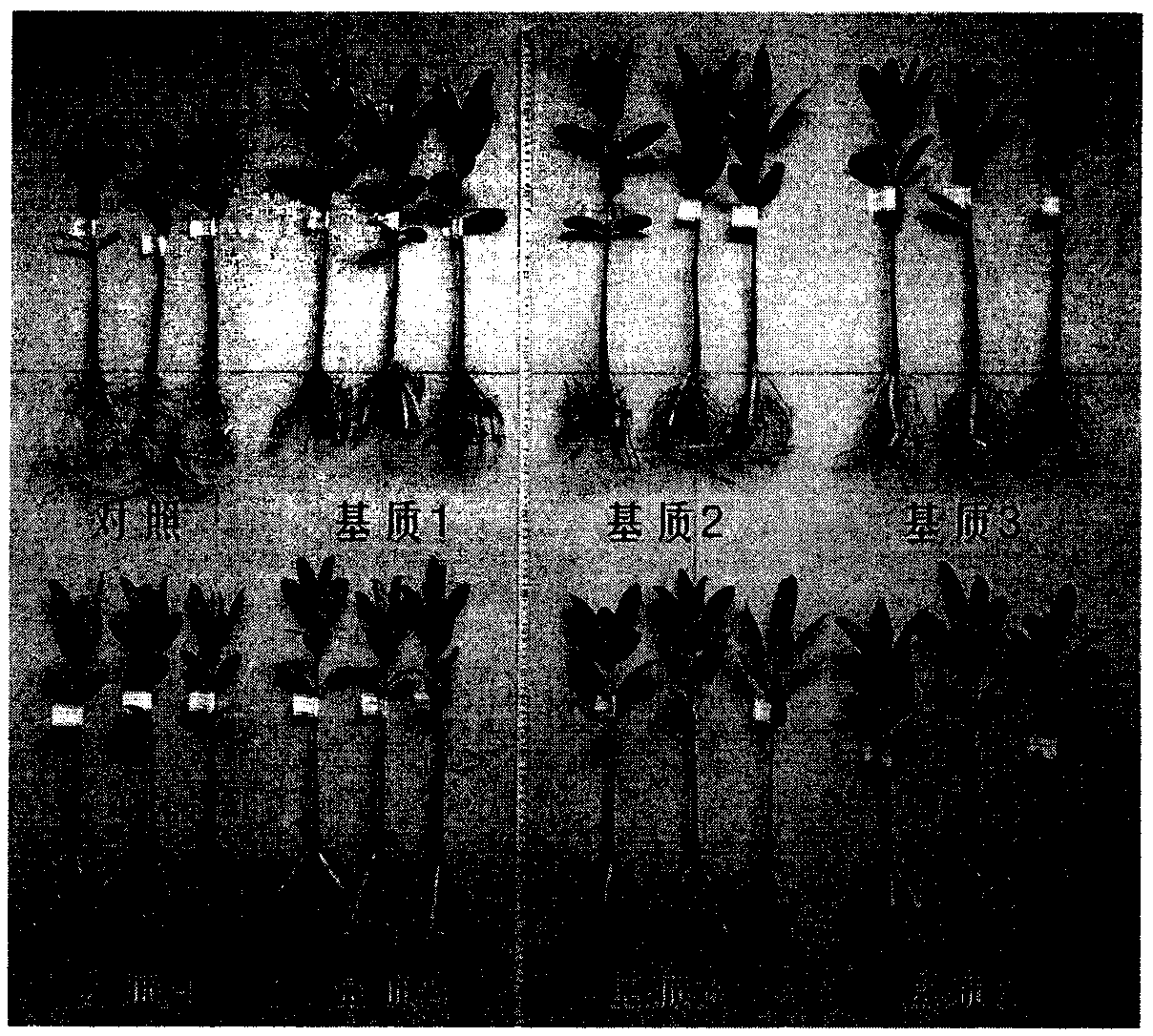 Optimized method for cultivating containerized seedlings of mangrove plant kandelia obovata