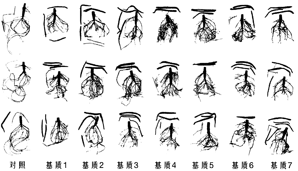 Optimized method for cultivating containerized seedlings of mangrove plant kandelia obovata