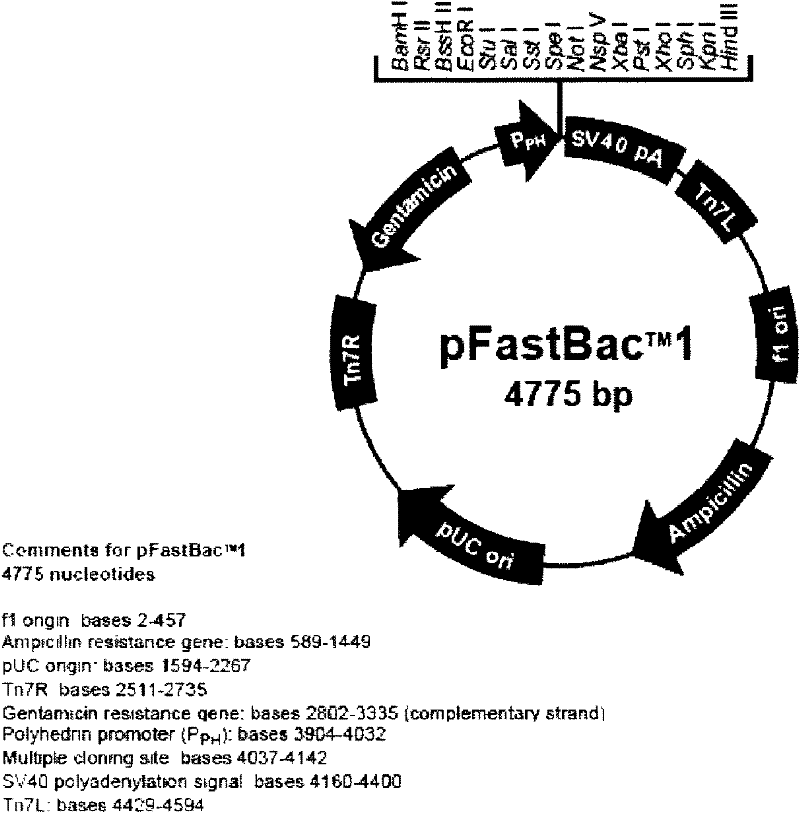 Establishment of protein secreted expression vector and application of same