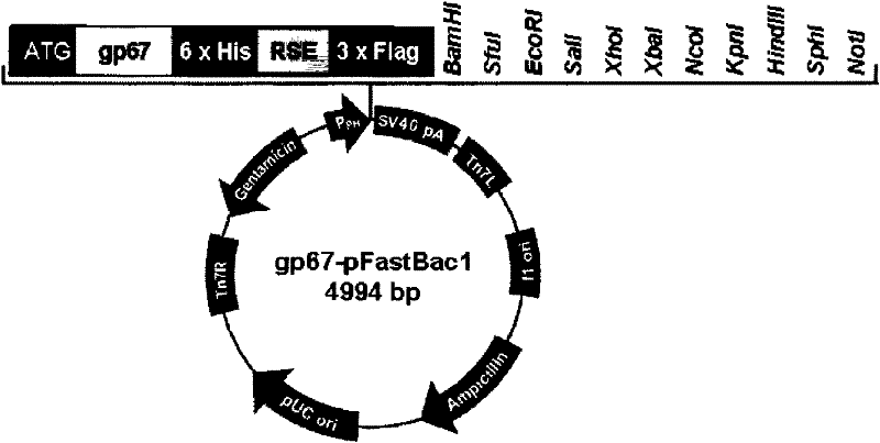 Establishment of protein secreted expression vector and application of same