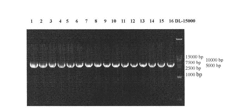 Establishment of protein secreted expression vector and application of same