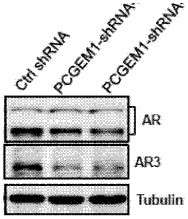 A modified lna oligonucleotide targeting lncRNAs for anti-AR-related tumor castration recurrence