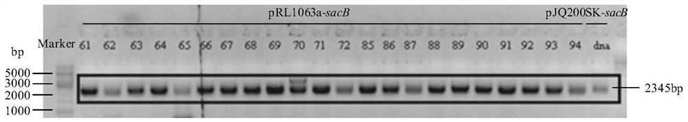 A method for improving transposon transposition efficiency in super slow-growing peanut rhizobia