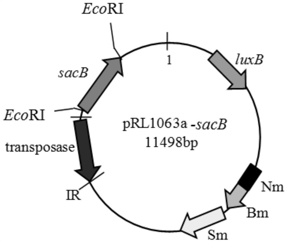 A method for improving transposon transposition efficiency in super slow-growing peanut rhizobia