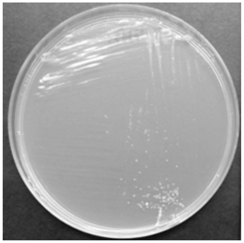 A method for improving transposon transposition efficiency in super slow-growing peanut rhizobia