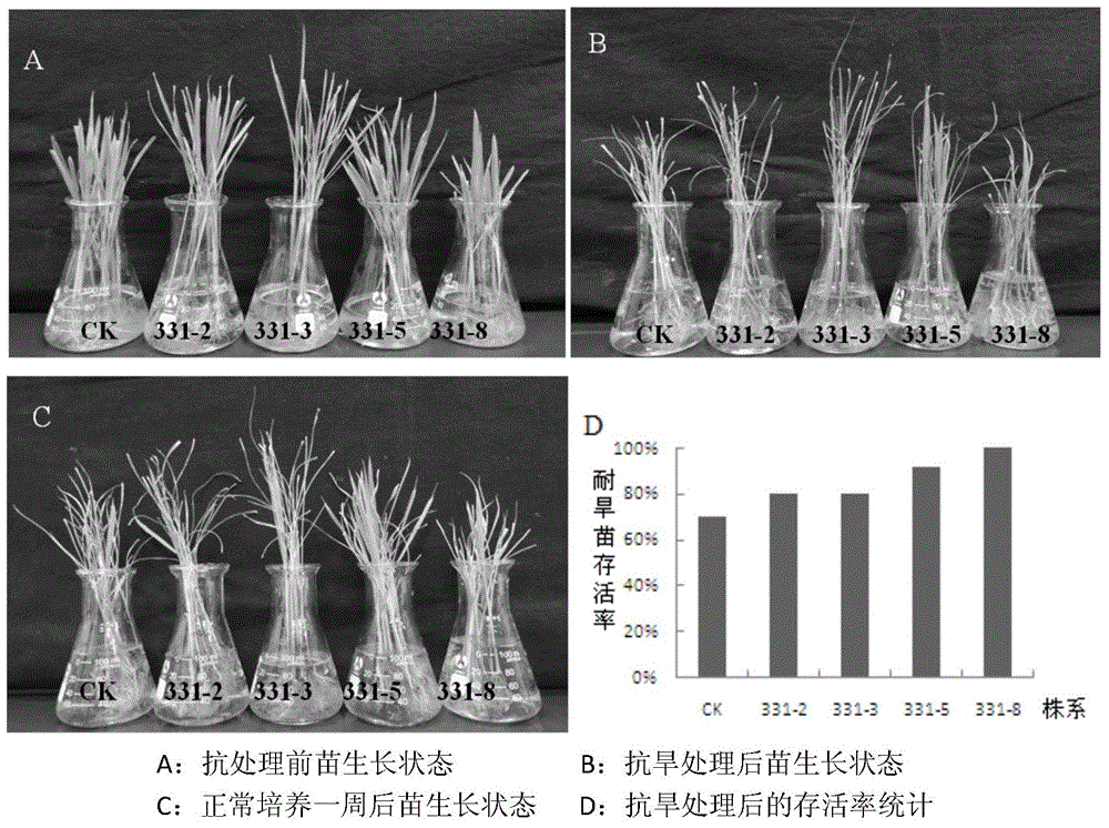 Application of rice gene BSK331 in improvement of plant stress tolerance