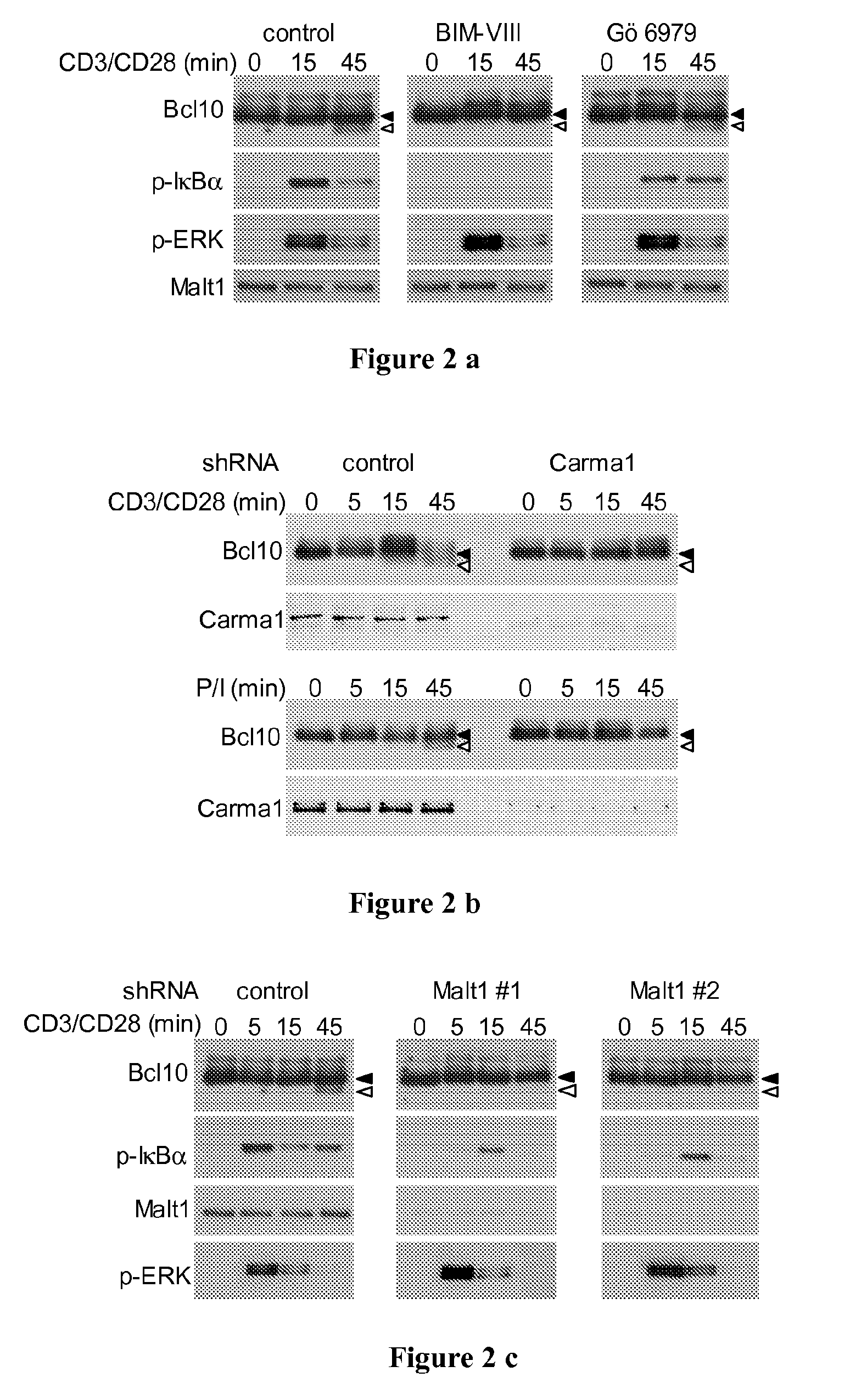 Malt1 specific cleavage in assay and screening method