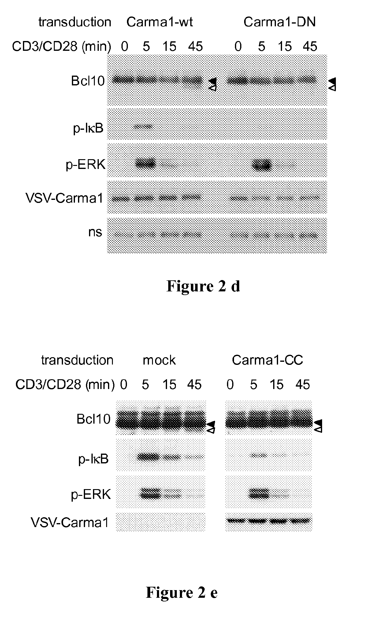 Malt1 specific cleavage in assay and screening method