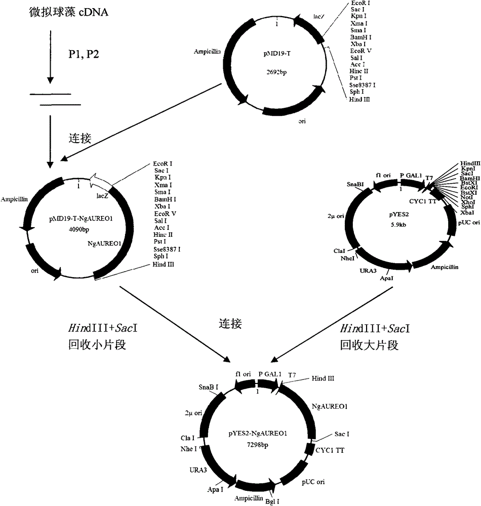 Application of gene NgAUREO1 of nannochloropsis gaditana to adjustment and control of metabolism of fatty acid