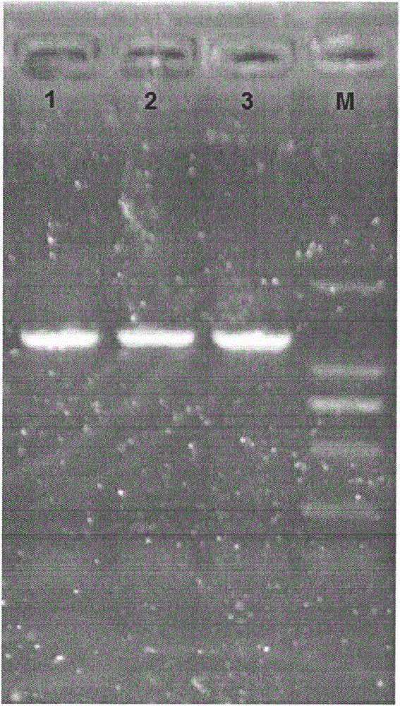 Application of gene NgAUREO1 of nannochloropsis gaditana to adjustment and control of metabolism of fatty acid