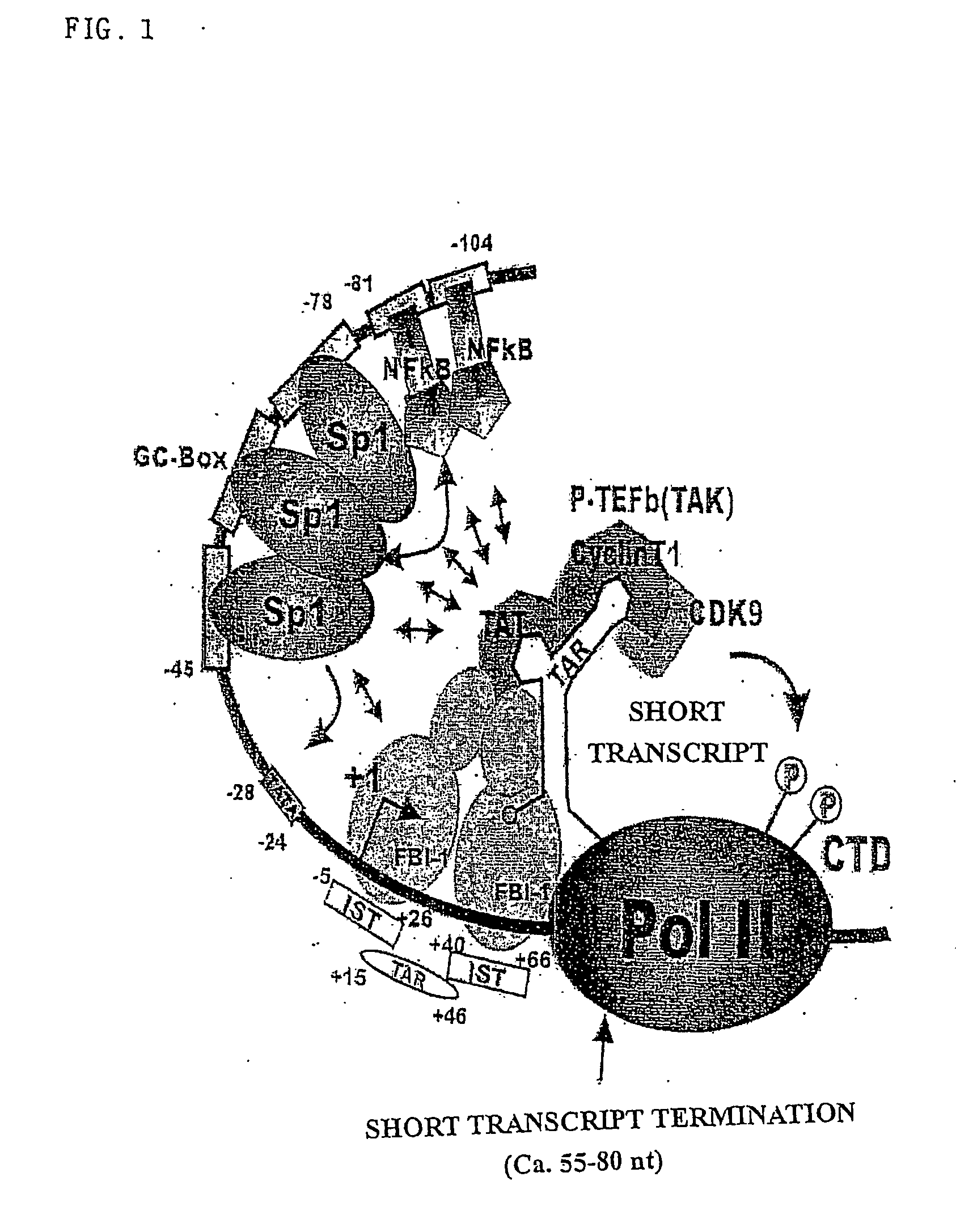 Repressors for hiv transcription and methods thereof