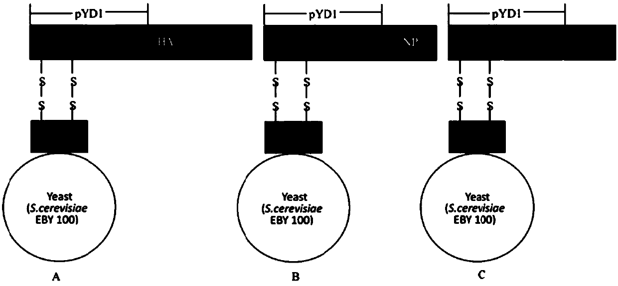 Oral vaccine for preventing H7N9 virus infection and preparation method thereof