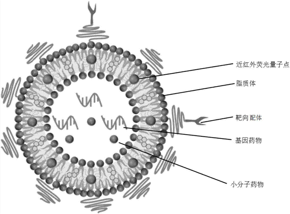 Lipidosome nano medicine delivery system as well as preparation method and application thereof