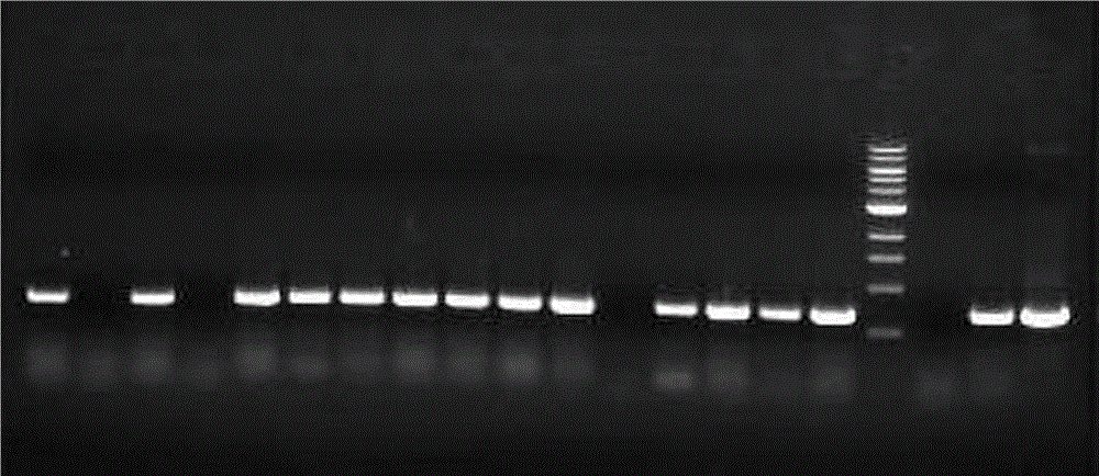 Agrobacterium-mediated orychophragmus violaceus transgene method