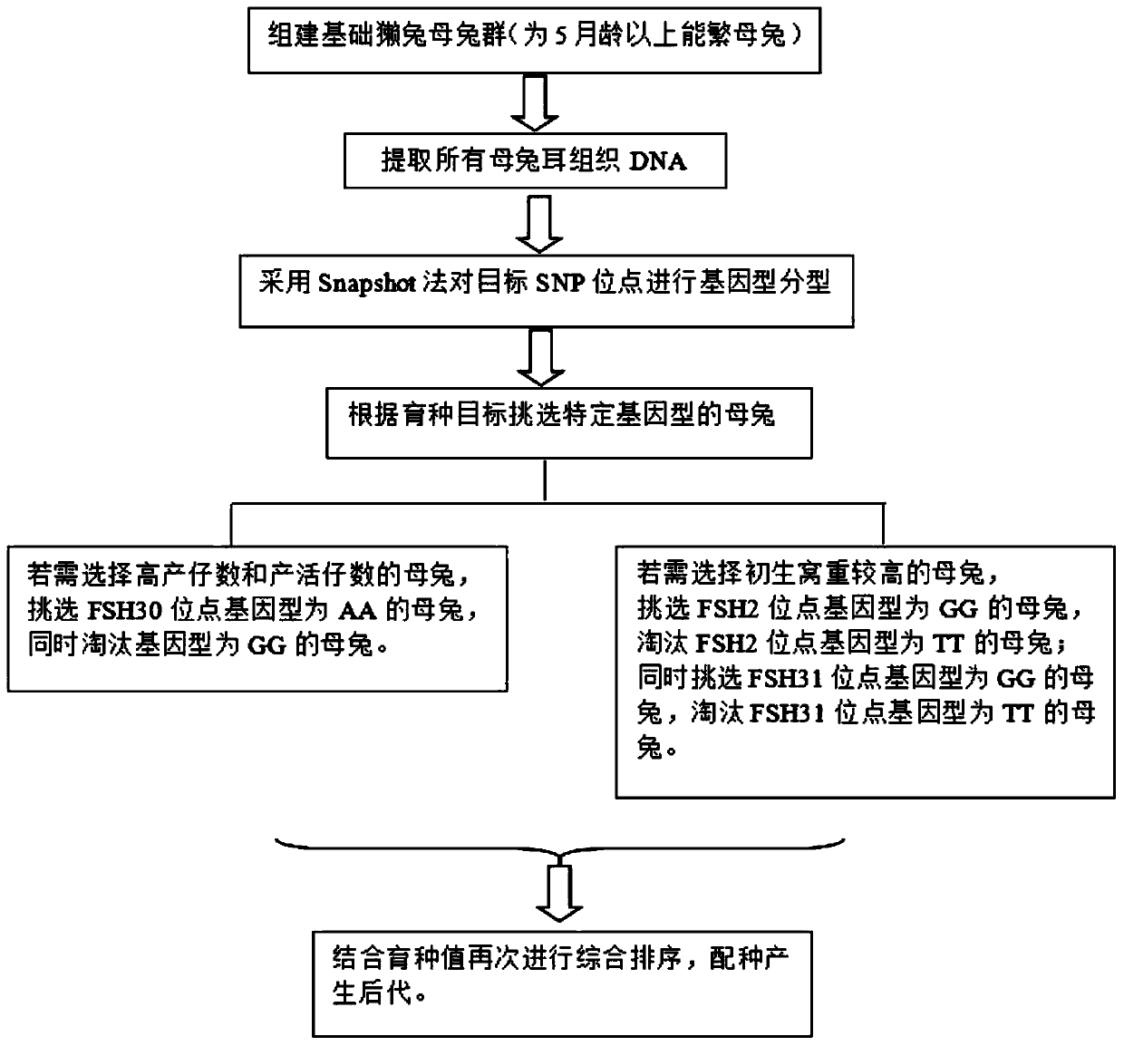 Method for assisted selection of high-litter-size rex rabbits by using SNPs