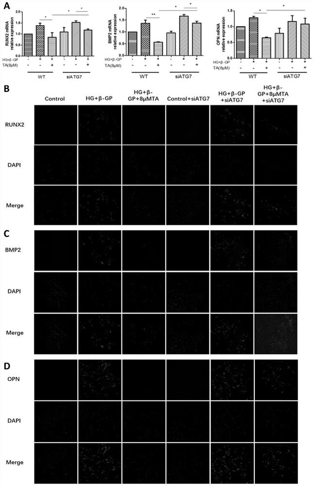 Application of Thonningianin A in preparation of medicine serving as L-type calcium ion channel activator