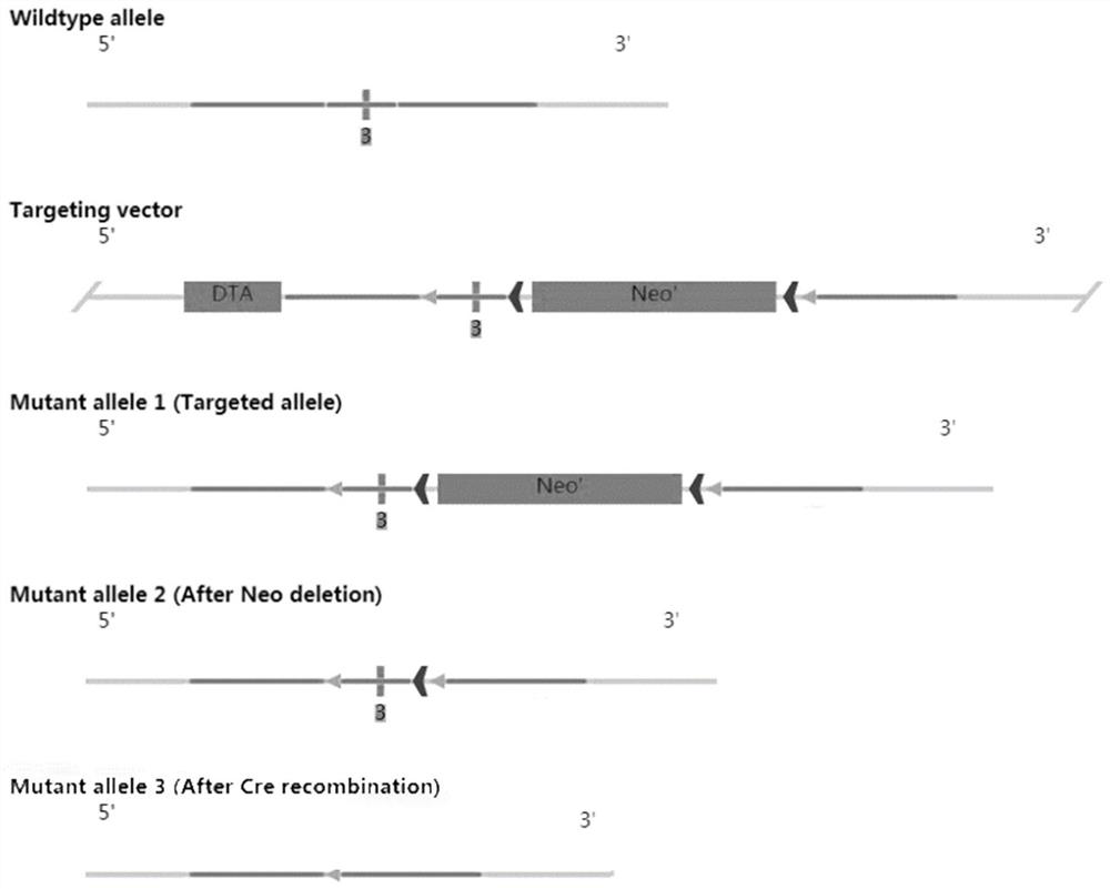 IGFBP7 muscle tissue specific knockout mouse animal model and construction method thereof