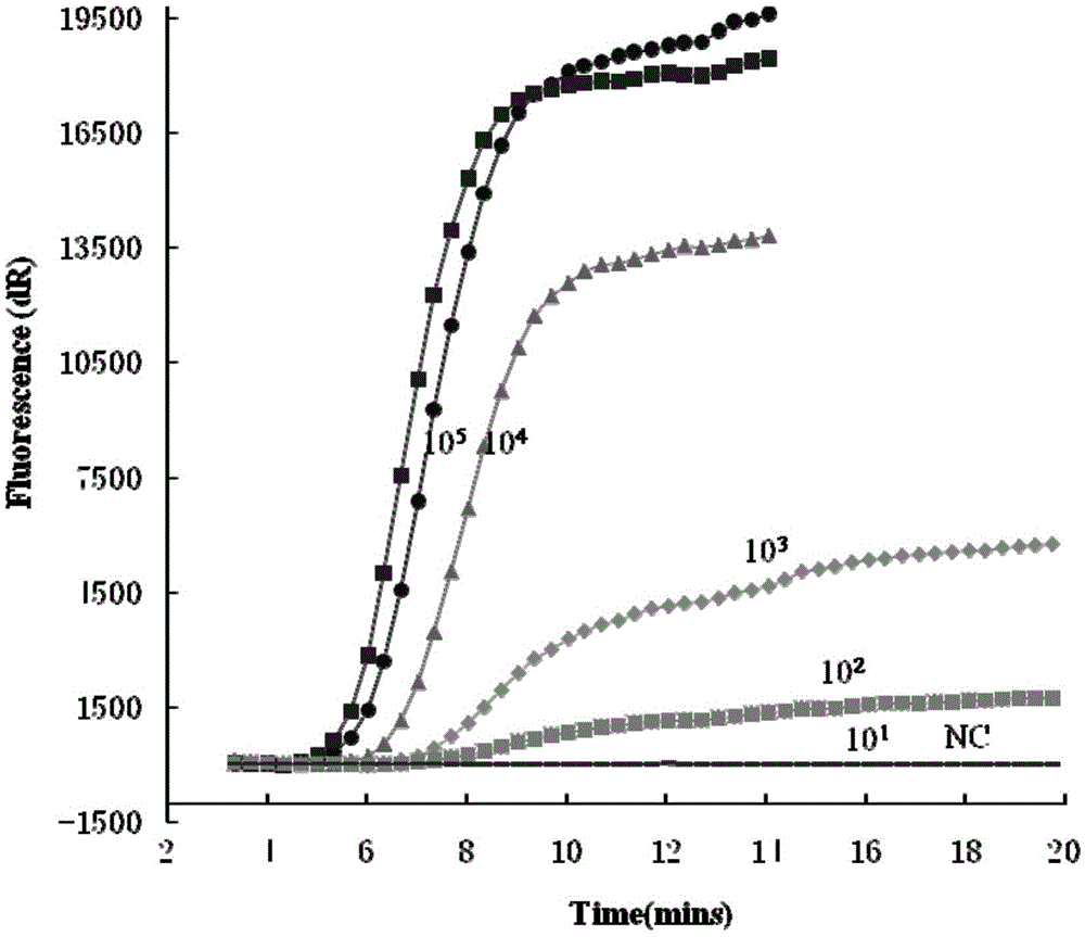 Real-time fluorescence RPA reagent kit and test strip RPA reagent kit for rapidly detecting porcine parvovirus and application of reagent kits