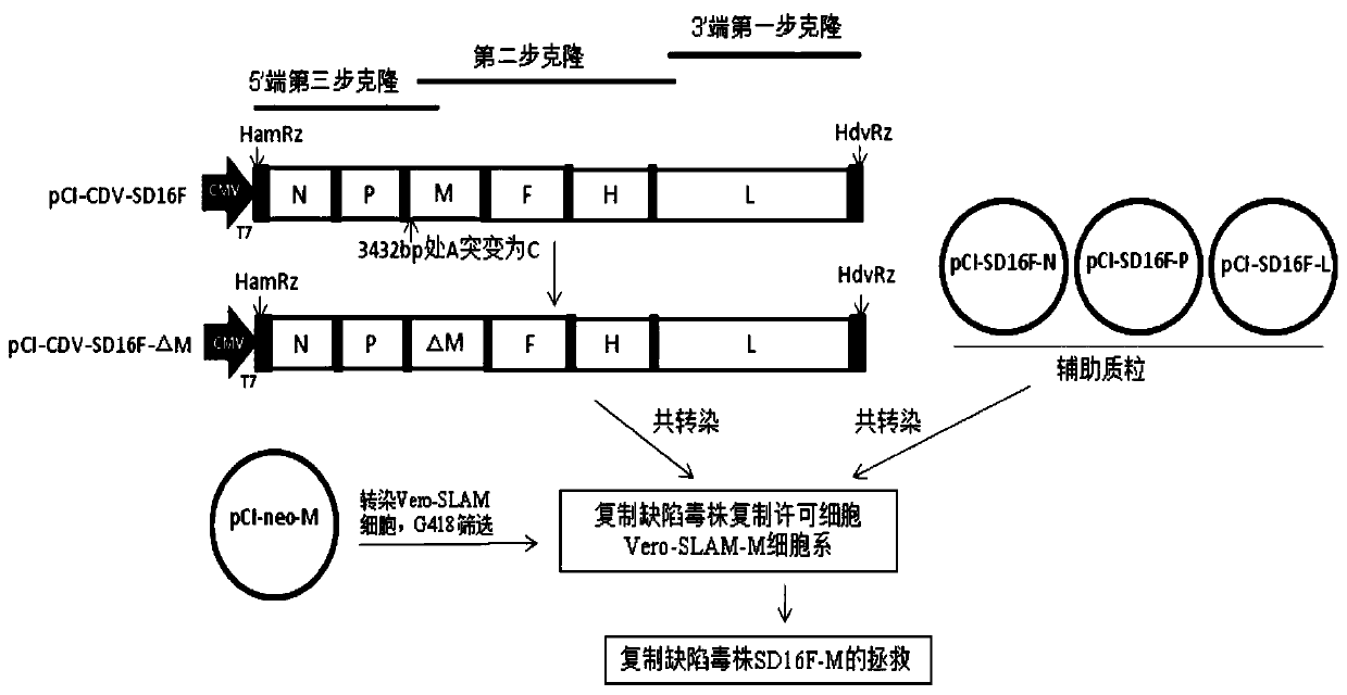 Canine distemper virus replication defect strain and establishing method thereof