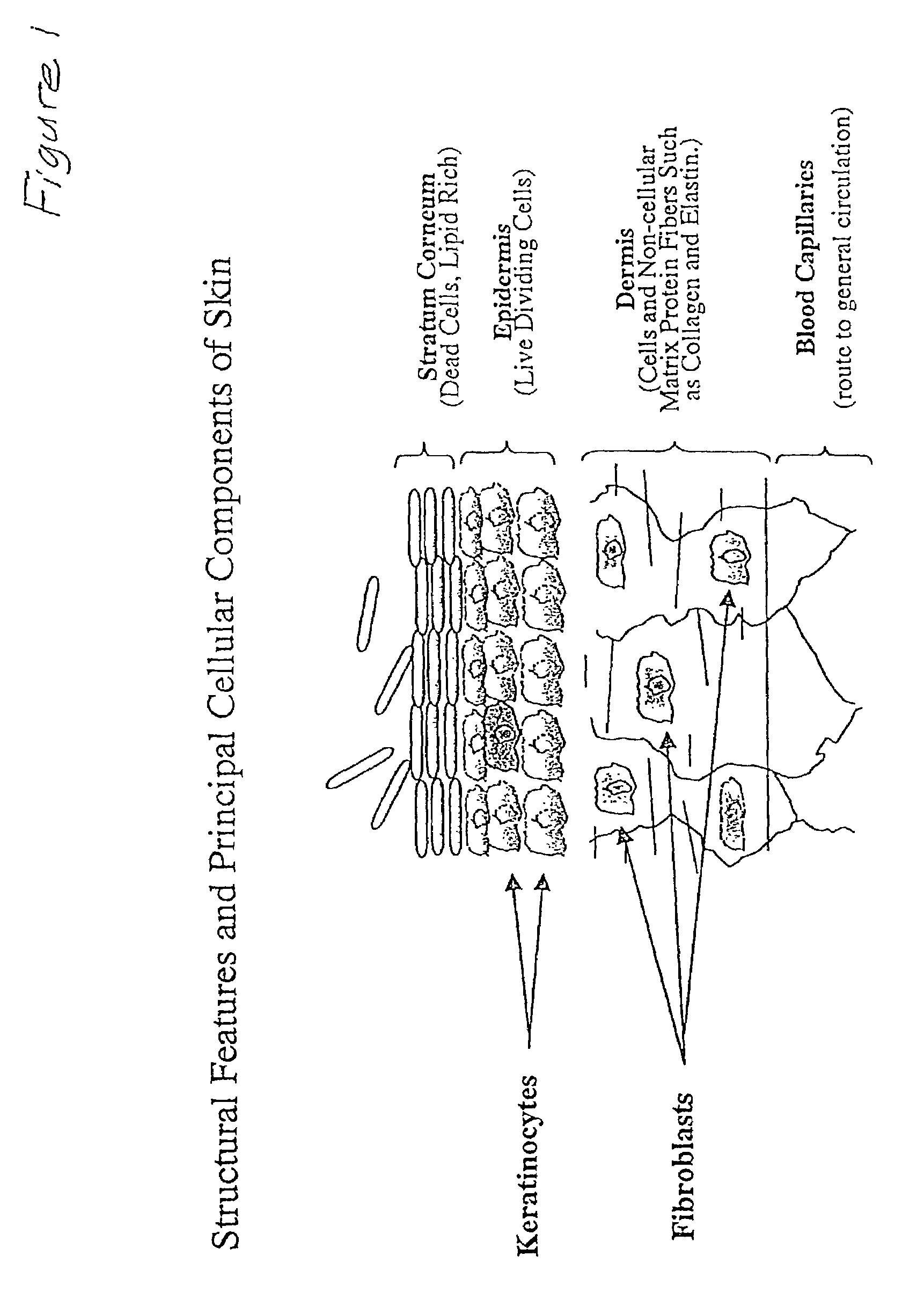 Method for enhancing protective cellular responses to genotoxic stress in skin