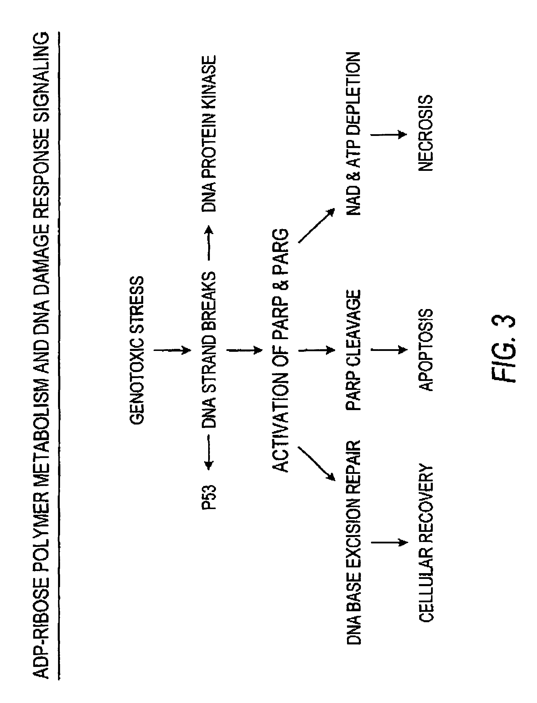 Method for enhancing protective cellular responses to genotoxic stress in skin