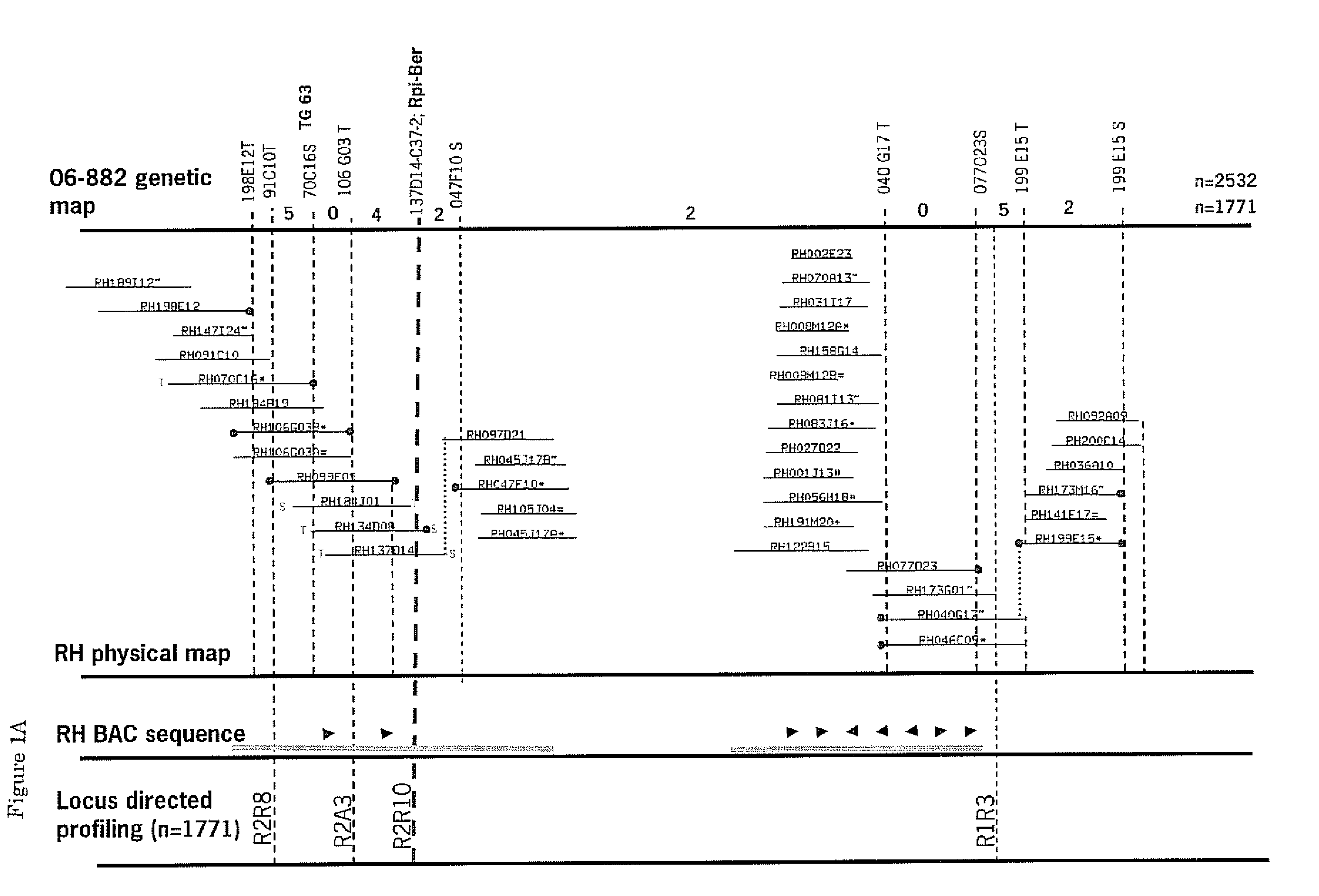 Cloning and exploitation of a functional r-gene from solanum chacoense