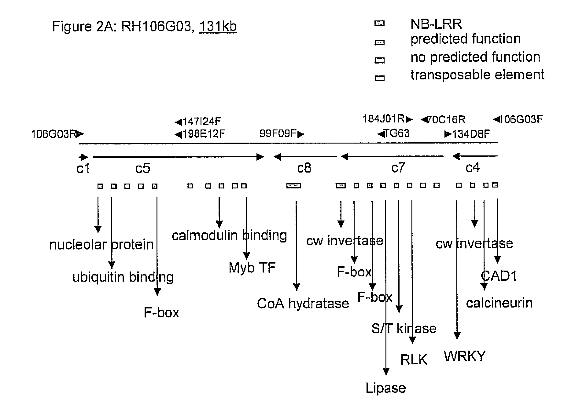 Cloning and exploitation of a functional r-gene from solanum chacoense