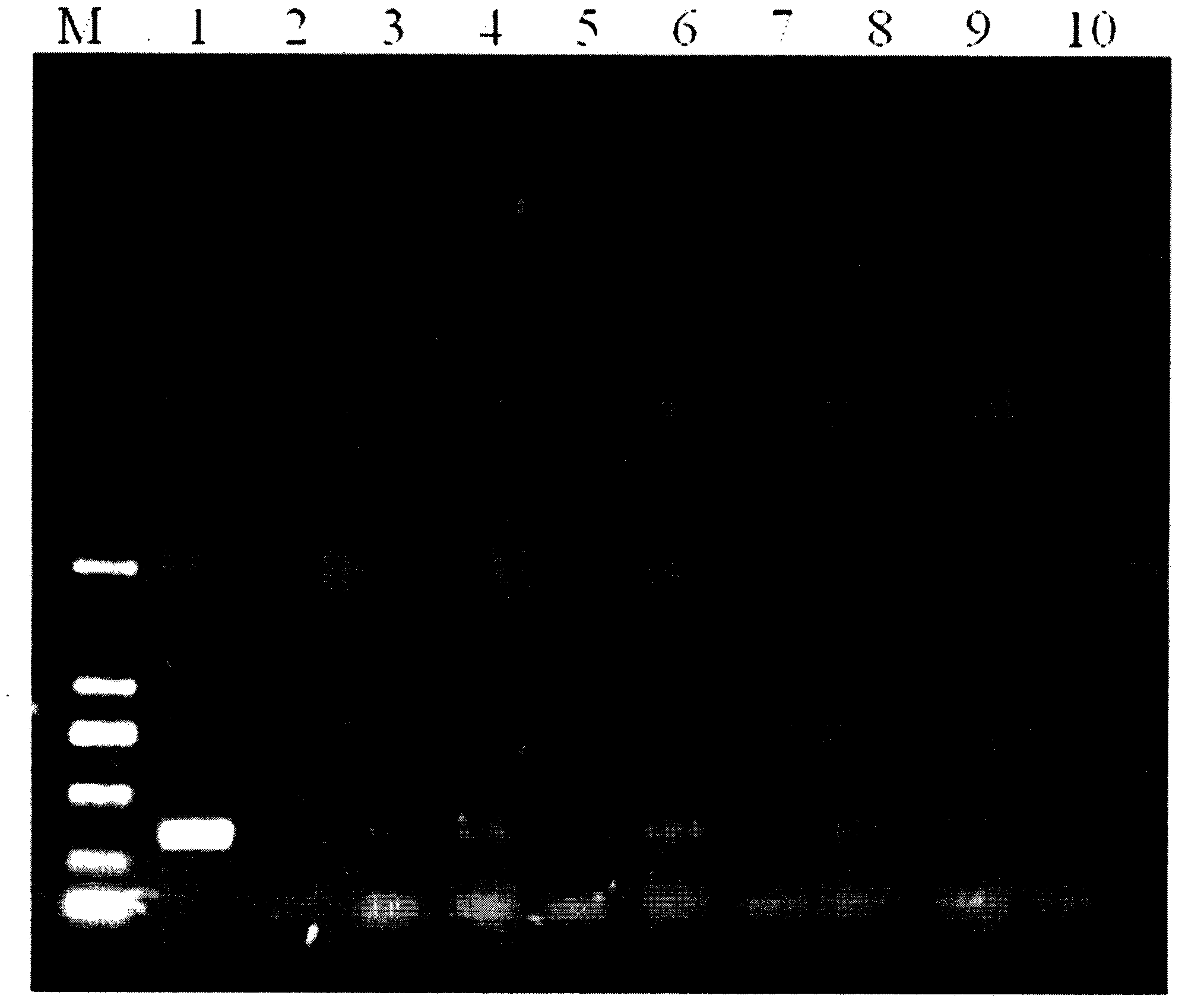 Detection kit and detection method for cabbage oxysporum