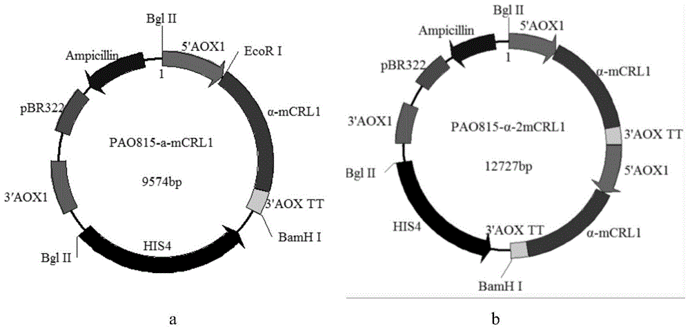 Lipase, engineering bacterium and preparing methods of the lipase and the engineering bacterium