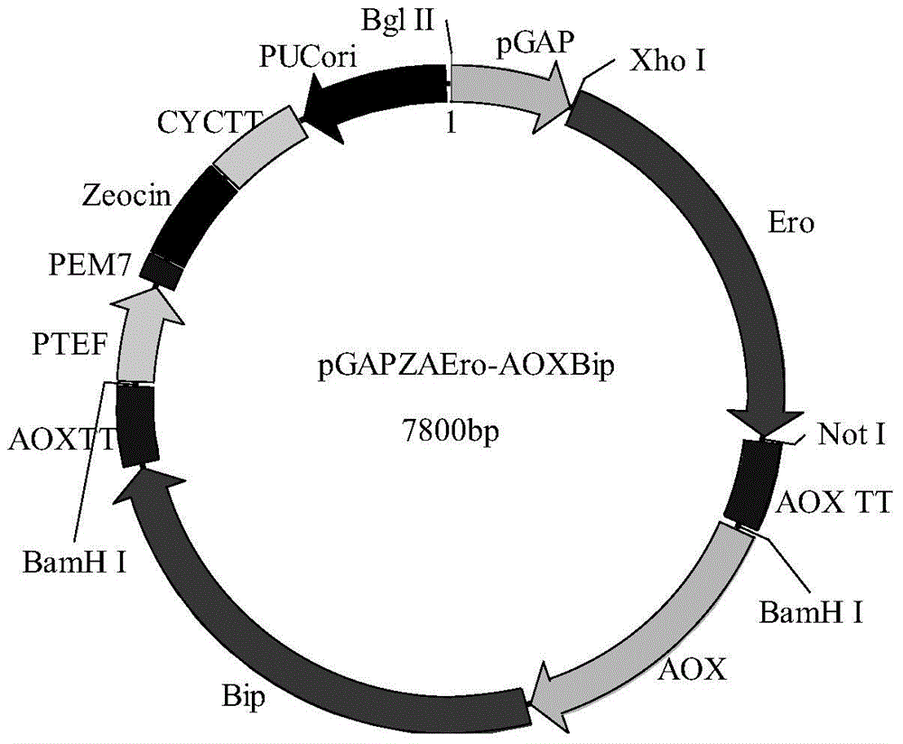 Lipase, engineering bacterium and preparing methods of the lipase and the engineering bacterium