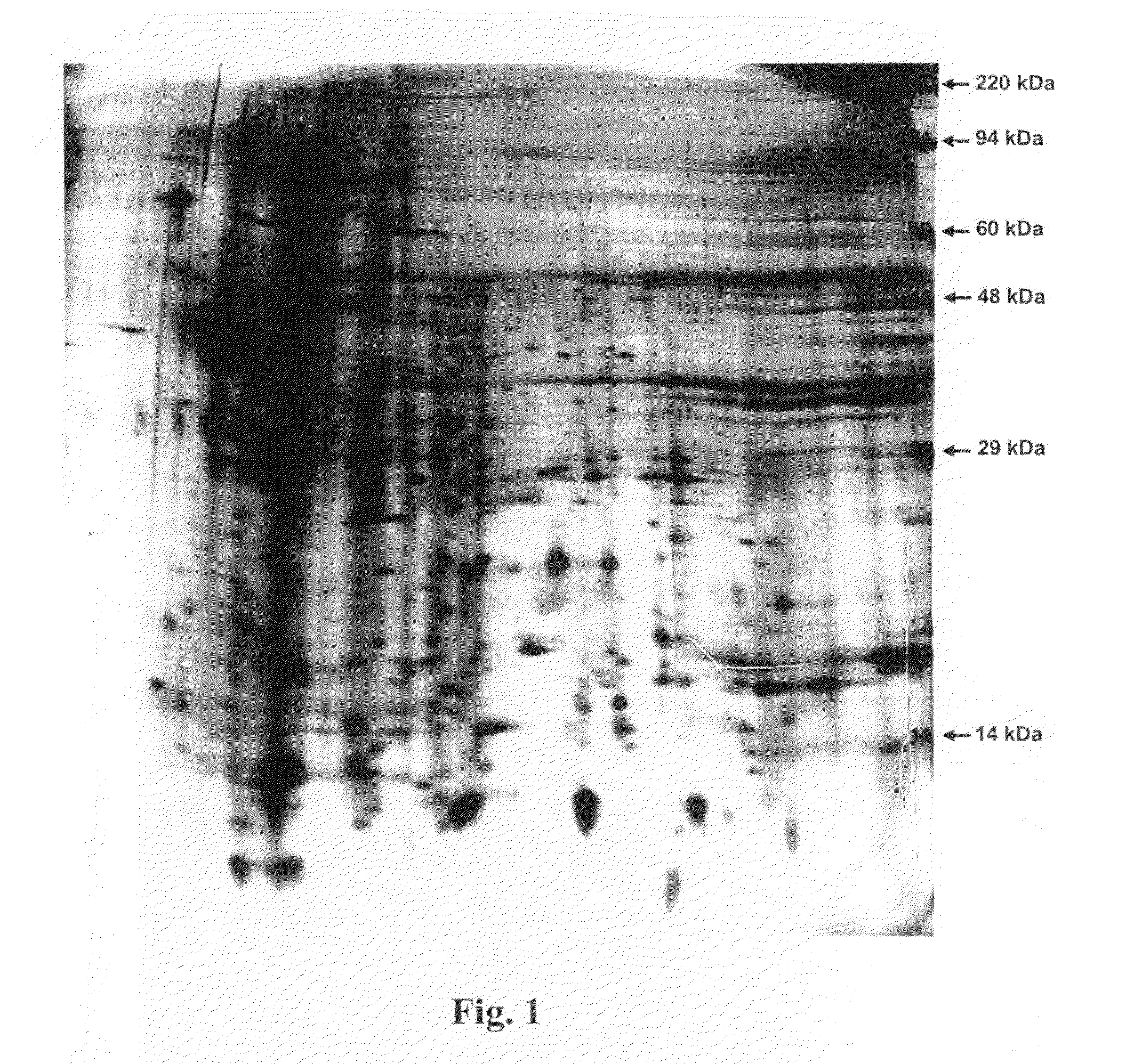 Treatment of Diseases and Disorders Using Self-Renewing Colony Forming Cells Cultured and Expanded In Vitro