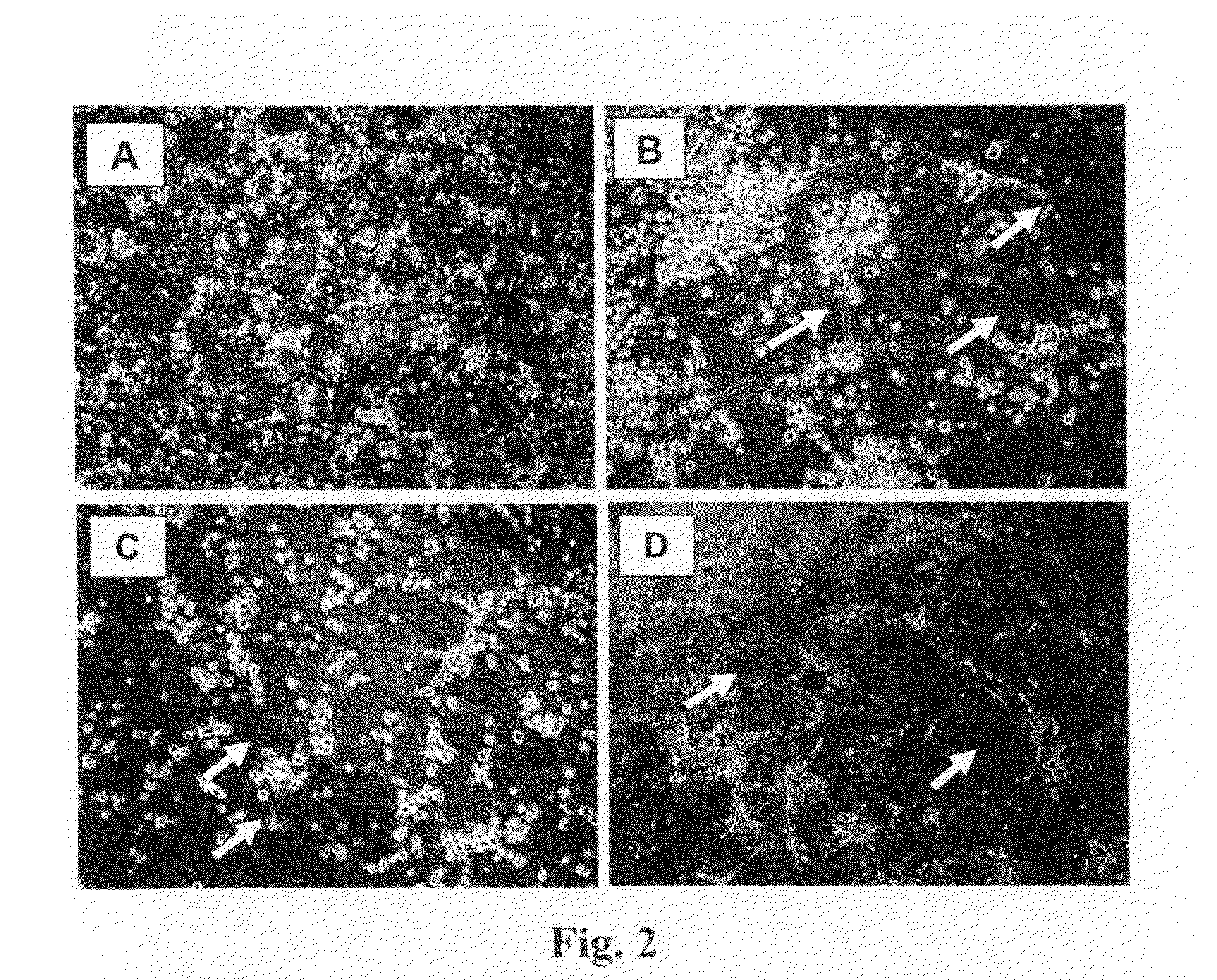 Treatment of Diseases and Disorders Using Self-Renewing Colony Forming Cells Cultured and Expanded In Vitro