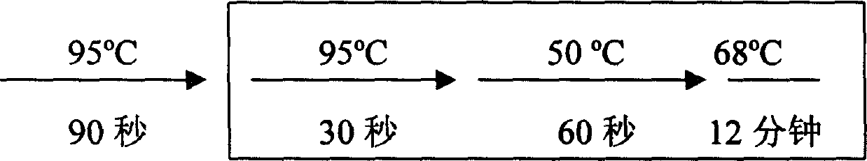 Enterpeptidase light chain variant with high activity and high stability