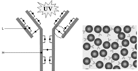 Method of reducing disulfide bond in photo-excitation protein to obtain free sulfydryl