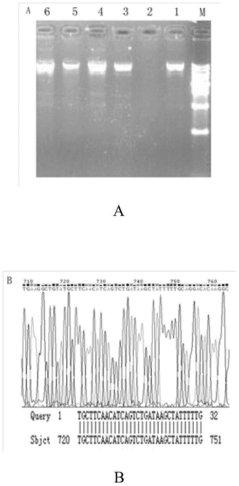 Novel method for reducing miRNA-21 expression