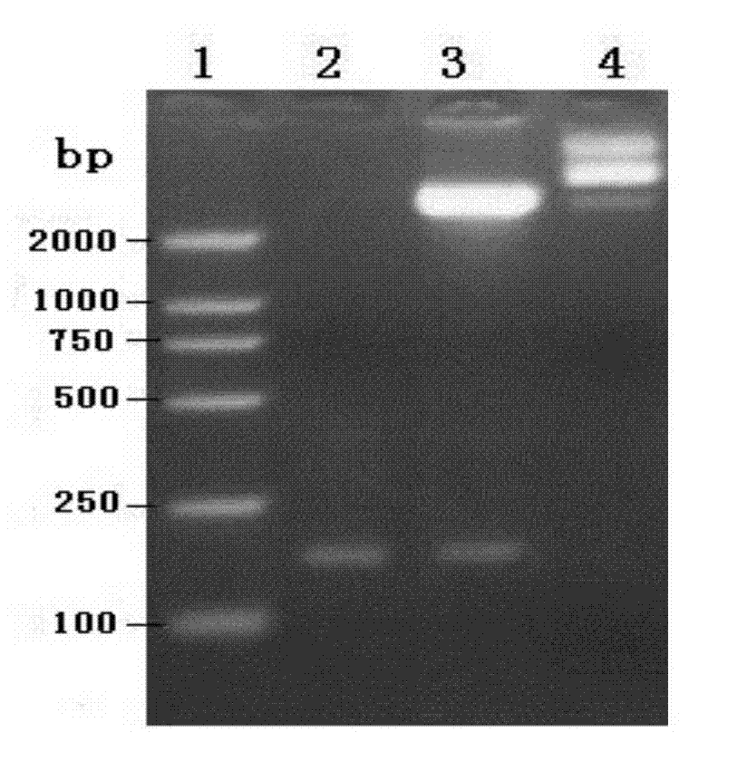 Antibacterial peptide NX-16, and preparation method and application thereof