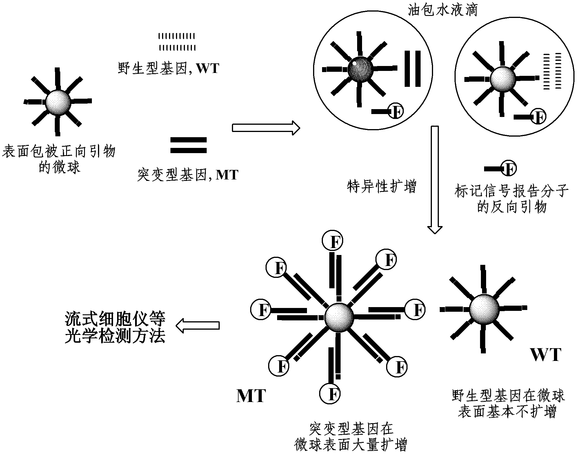 Liquid chip for detecting gene point mutation and method