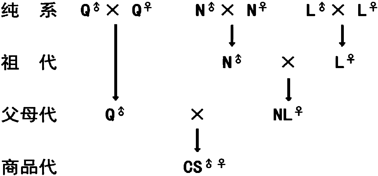 Selective breeding method of dark-shank partridge chickens