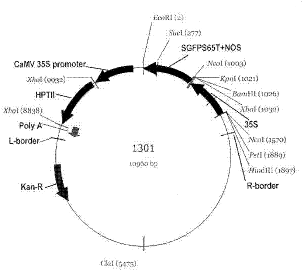 Agrobacterium tumefaciens-mediated barley mature embryo callus transformation method