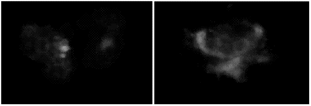 Agrobacterium tumefaciens-mediated barley mature embryo callus transformation method