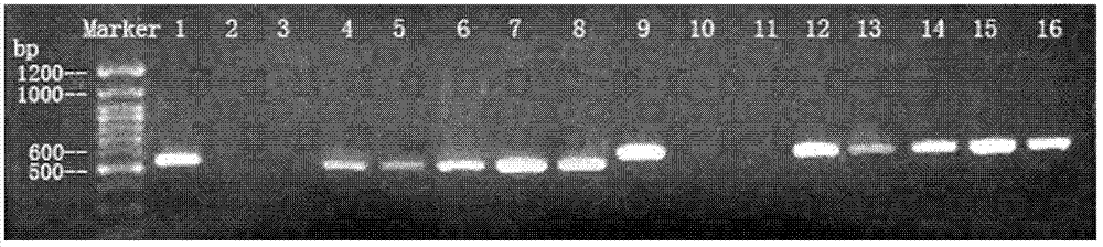 Agrobacterium tumefaciens-mediated barley mature embryo callus transformation method